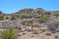 Landscape in the Joshua Tree National Park, California, USA