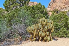 Landscape in the Joshua Tree National Park, California, USA