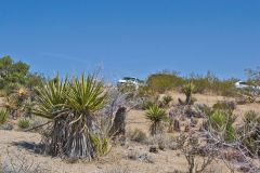 Landscape in the Joshua Tree National Park, California, USA