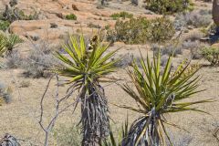 Landscape in the Joshua Tree National Park, California, USA