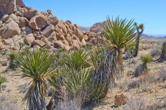 Landscape in the Joshua Tree National Park, California, USA