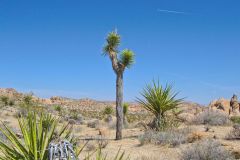 Landscape in the Joshua Tree National Park, California, USA