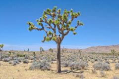 Landscape in the Joshua Tree National Park, California, USA