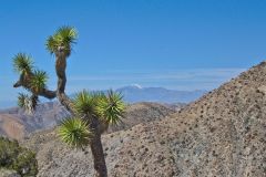 Landscape in the Joshua Tree National Park, California, USA