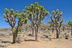 Landscape in the Joshua Tree National Park, California, USA