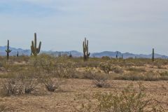 Landscape in the White Tank Mountain Regional Park near Phoenix, Arizona, USA