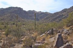 Landscape in the White Tank Mountain Regional Park near Phoenix, Arizona, USA