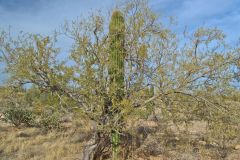 Landscape in the White Tank Mountain Regional Park near Phoenix, Arizona, USA