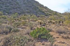 Landscape in the White Tank Mountain Regional Park near Phoenix, Arizona, USA