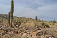 Landscape in the White Tank Mountain Regional Park near Phoenix, Arizona, USA