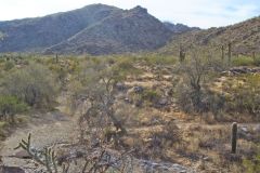 Landscape in the White Tank Mountain Regional Park near Phoenix, Arizona, USA
