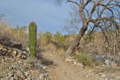 Landscape in the White Tank Mountain Regional Park near Phoenix, Arizona, USA