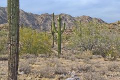 Landscape in the White Tank Mountain Regional Park near Phoenix, Arizona, USA