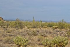 Landscape in the White Tank Mountain Regional Park near Phoenix, Arizona, USA