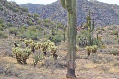 Landscape in the White Tank Mountain Regional Park near Phoenix, Arizona, USA