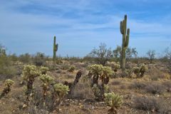 Landscape in the White Tank Mountain Regional Park near Phoenix, Arizona, USA