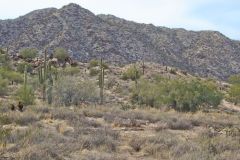 Landscape in the White Tank Mountain Regional Park near Phoenix, Arizona, USA