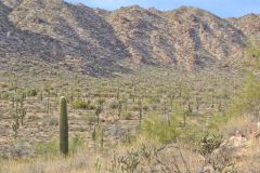 Landscape in the White Tank Mountain Regional Park near Phoenix, Arizona, USA