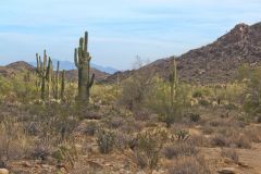 Landscape in the White Tank Mountain Regional Park near Phoenix, Arizona, USA
