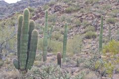 Landscape in the White Tank Mountain Regional Park near Phoenix, Arizona, USA