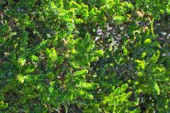 A tree at Maingon Bay Lookout on Tasman Peninsula Tasmania.