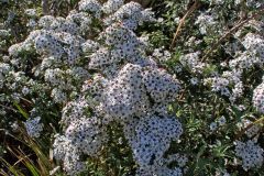 A flowering plant at Maingon Bay Lookout on Tasman Peninsula Tasmania.
