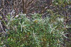 A plant near Remarkable Cave on Tasman Peninsula Tasmania.