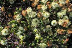 A flowering plant at Maingon Bay Lookout on Tasman Peninsula Tasmania.