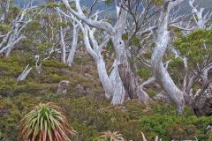 Landscape near Rodway Range in Mount Field National Park Tasmania