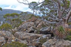 Landscape near Rodway Range in Mount Field National Park Tasmania