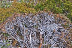 Plant near Rodway Range in Mount Field National Park Tasmania