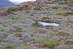 Landscape on Rodway Range in Mount Field National Park Tasmania