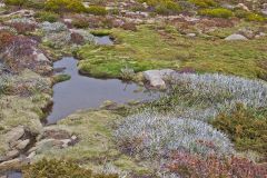 Landscape on Rodway Range in Mount Field National Park Tasmania