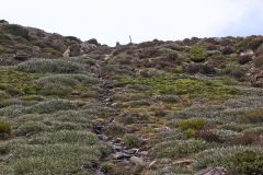 Landscape on Rodway Range in Mount Field National Park Tasmania