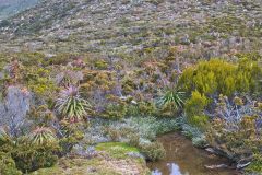 Giant Grass Tree (Richea pandanifolia) on Roadway Range in Mount Field National Park Tasmania