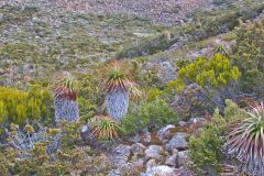 Giant Grass Tree (Richea pandanifolia) on Roadway Range in Mount Field National Park Tasmania