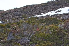 Giant Grass Tree (Richea pandanifolia) on Roadway Range in Mount Field National Park Tasmania