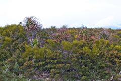 Giant Grass Tree (Richea pandanifolia) on Roadway Range in Mount Field National Park Tasmania