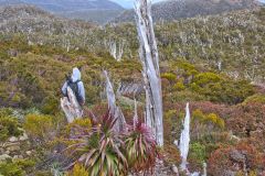 Giant Grass Tree (Richea pandanifolia) on Roadway Range in Mount Field National Park Tasmania