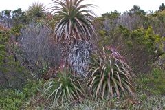 Giant Grass Tree (Richea pandanifolia) on Roadway Range in Mount Field National Park Tasmania