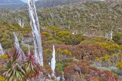 Landscape on Roadway Range in Mount Field National Park Tasmania