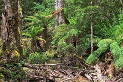 Fern tree forest in Mount Field National Park Tasmania