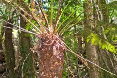 Fern tree forest in Mount Field National Park Tasmania