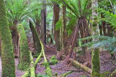Fern tree forest in Mount Field National Park Tasmania