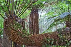 Fern tree forest in Mount Field National Park Tasmania