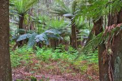 Fern tree forest in Mount Field National Park Tasmania