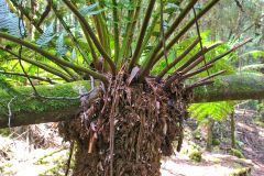 Fern tree forest in Mount Field National Park Tasmania