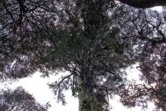 Giant eucalyptus (Eucalyptus regans) in Mount Field National Park Tasmania