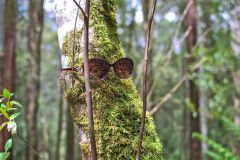 Moss beard is watching you in Mount Field National Park Tasmania