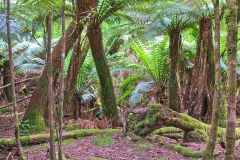 Fern tree forest in Mount Field National Park Tasmania